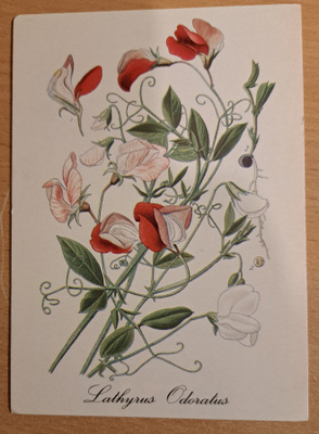 kukkakortti hajuherne, Lathyrus Odoratus, uusi