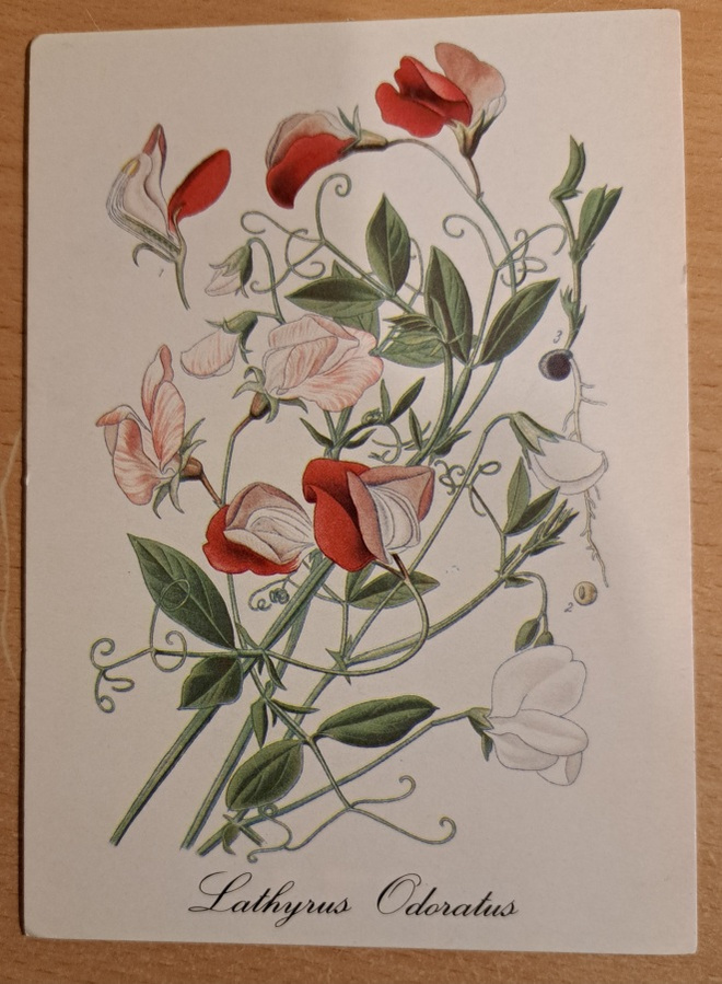 kukkakortti hajuherne, Lathyrus Odoratus, uusi