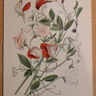 kukkakortti hajuherne, Lathyrus Odoratus, uusi - pikkukuva 1