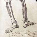 Harvinainen anatominen kuparikaiverrus – Genova, n. 1780-182 - pikkukuva 5