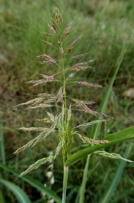Jonsonindurra (Sorghum halepense), siemeniä 30 kpl
