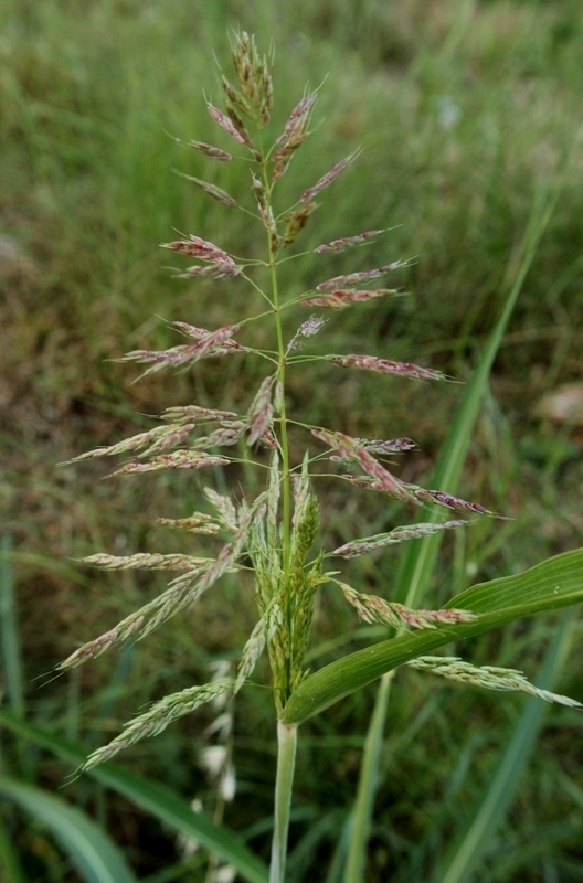 Jonsonindurra (Sorghum halepense), siemeniä 30 kpl
