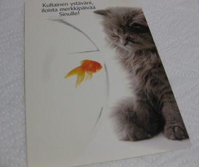 Kissa, käytetty