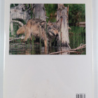 Leonard Lee Rue : Wolves : a portrait of the animal world - pikkukuva 2