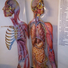 NIENSTEDT : IHMISEN FYSIOLOGIA JA ANATOMIA ( SIS POSTIKULU - pikkukuva 2