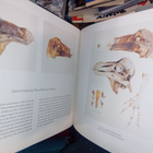 Harri Kallio : The Dodo and Mauritius Island  ( SIS POSTIKUL - pikkukuva 4
