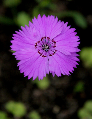 Amurinneilikka (Dianthus amurensis), siemeniä 50 kpl