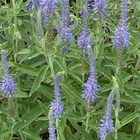 Tähkätädyke (Veronica spicata ), siemeniä 50 kpl - pikkukuva 2