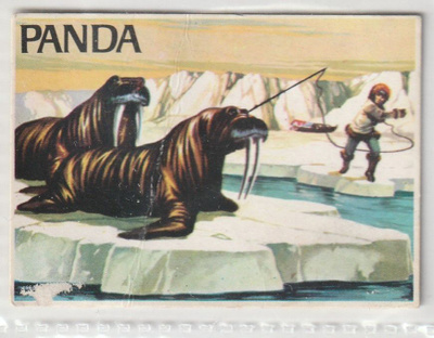Panda Meren salaisuudet