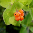 Tuoksuköynnöskuusama (Lonicera caprifolium), siemeniä 15 kpl - pikkukuva 2