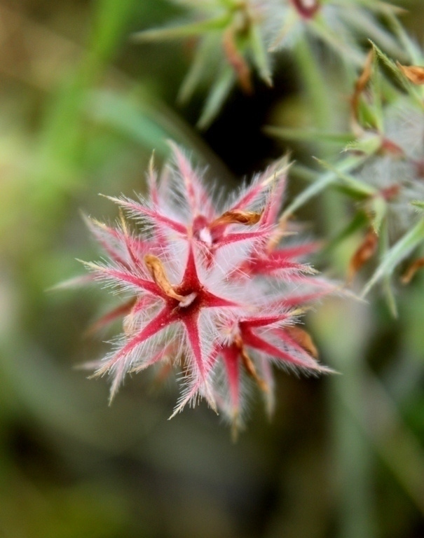 Tähtiapila (Trifolium stellatum), siemeniä 50 kpl