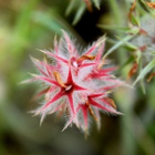 Tähtiapila (Trifolium stellatum), siemeniä 50 kpl - pikkukuva 1