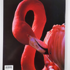 Tom Gould ym. : The San Diego Zoo - pikkukuva 2