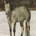 HEVONEN POSTIKORTTI - pikkukuva 1