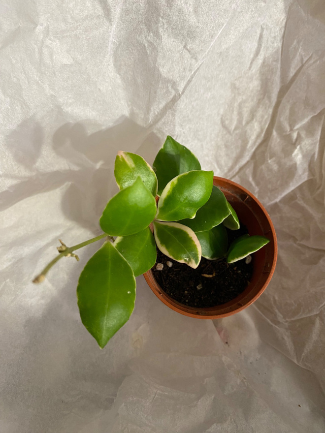 Hoya heuschkeliana. Posliinikukka.