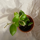 Hoya heuschkeliana. Posliinikukka. - pikkukuva 1