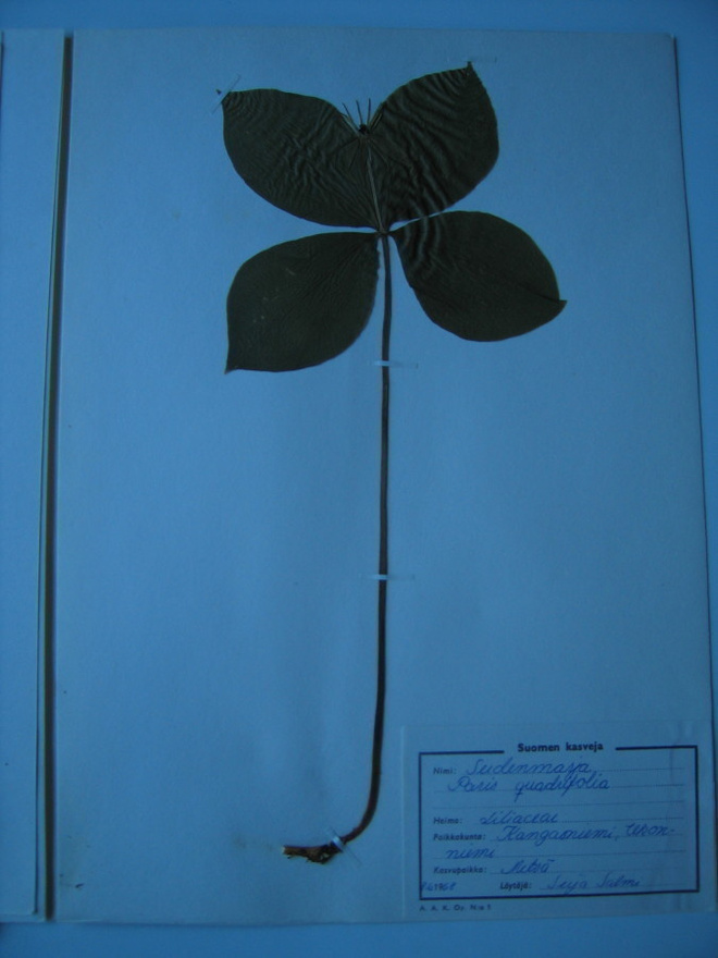 Sudenmarja Paris quadrifolia kuivattu