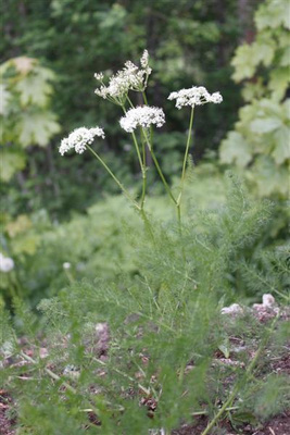 Karhunjuuri (Meum athamanticum), siemeniä 30 kpl