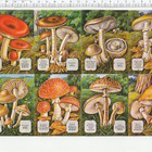 *MLP 1436, muhkeat sienet, iso tupla-arkki , 32x24cm* - pikkukuva 2