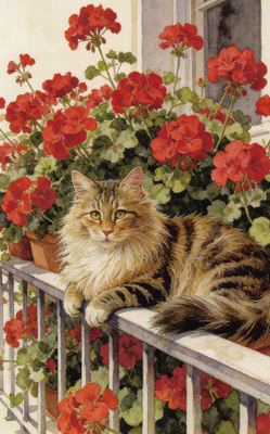 Pitkäkarvainen kissa ja pelargoniat