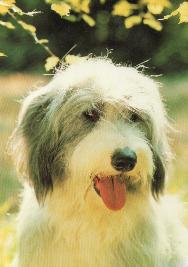 PARTACOLLIE  POSTIKORTTI