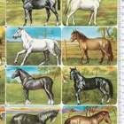 *PZB 1314, upeat hevoset, tupla-arkki, 34x23,5cm* - pikkukuva 3