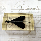Natura Obscura – Entomologinen näyte no. 349 - pikkukuva 3