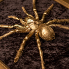 Taksidermia – Lintuhämähäkki ”Golden spider” - pikkukuva 4