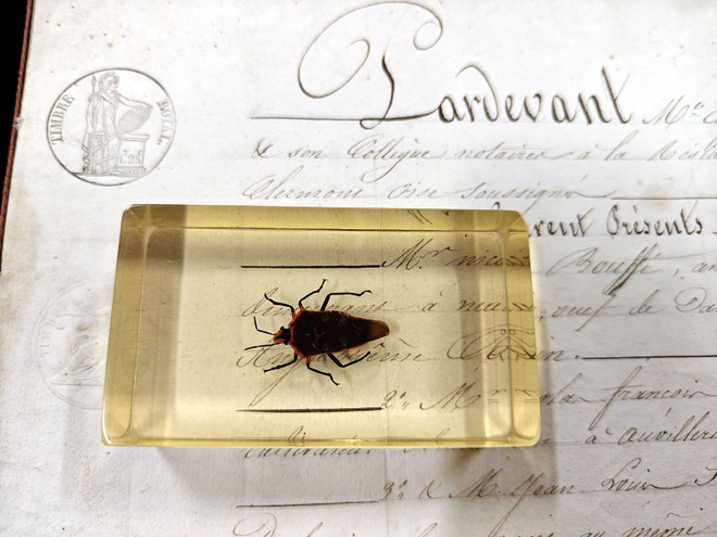 Natura Obscura – Entomologinen näyte no. 317