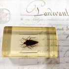 Natura Obscura – Entomologinen näyte no. 317 - pikkukuva 1