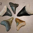 5 eri väristä jättihai megalodonin harvinaista poikashammast - pikkukuva 3