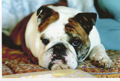 BULLDOG  POSTIKORTTI