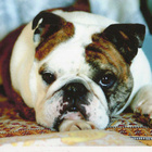 BULLDOG POSTIKORTTI - pikkukuva 1