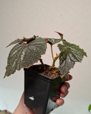 Begonia U168