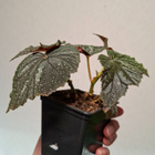 Begonia U168 - pikkukuva 1