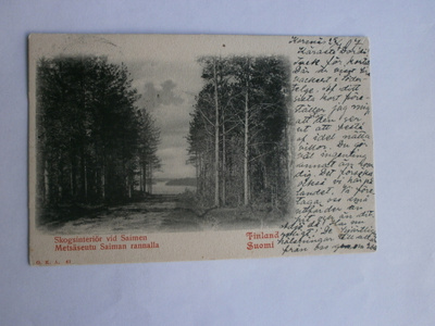 Metsäseutu Saimaan rannalla, vanha mv kortti, p. 1907