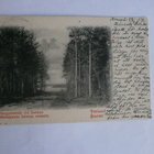 Metsäseutu Saimaan rannalla, vanha mv kortti, p. 1907 - pikkukuva 1