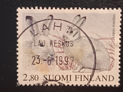 Metsäjänis-97.Loisto Lahtileima