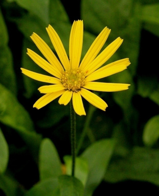 Häränkukka (Buphthalmum salicifolium), siemeniä 50 kpl