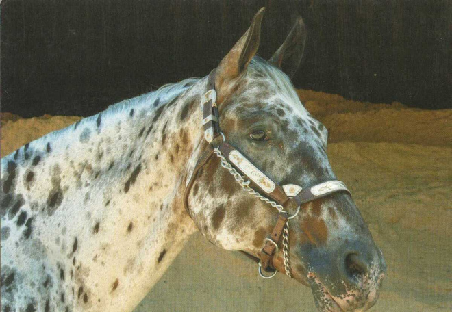 HEVONEN POSTIKORTTI  -  APPALOOSA