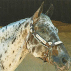 HEVONEN POSTIKORTTI  -  APPALOOSA - pikkukuva 1
