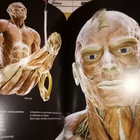 Gunther von Hagen :  BODY WORLDS the original EXHIBITION - pikkukuva 2