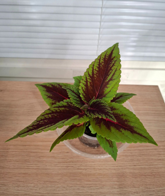 Värinokkonen/ coleus
