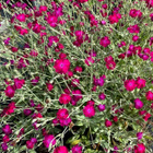 Harmaakäenkukka (Lychnis coronaria), siemeniä 100 kpl - pikkukuva 2