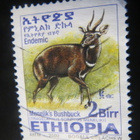 Etiopia 2002: antilooppi - pikkukuva 5