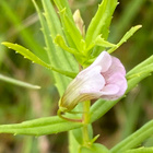 Rohtokuntio (Gratiola officinalis), siemeniä 100 kpl - pikkukuva 2