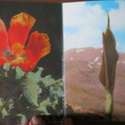 Flowers of Israel -postikorttivihko - pikkukuva 3
