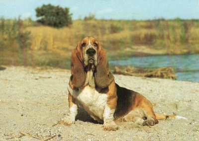 BASSET POSTIKORTTI