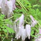 Adlumia (Adlumia fungosa), siemeniä 50 kpl - pikkukuva 1