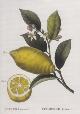 Sitruuna Citrus limonium (isohko kortti)
